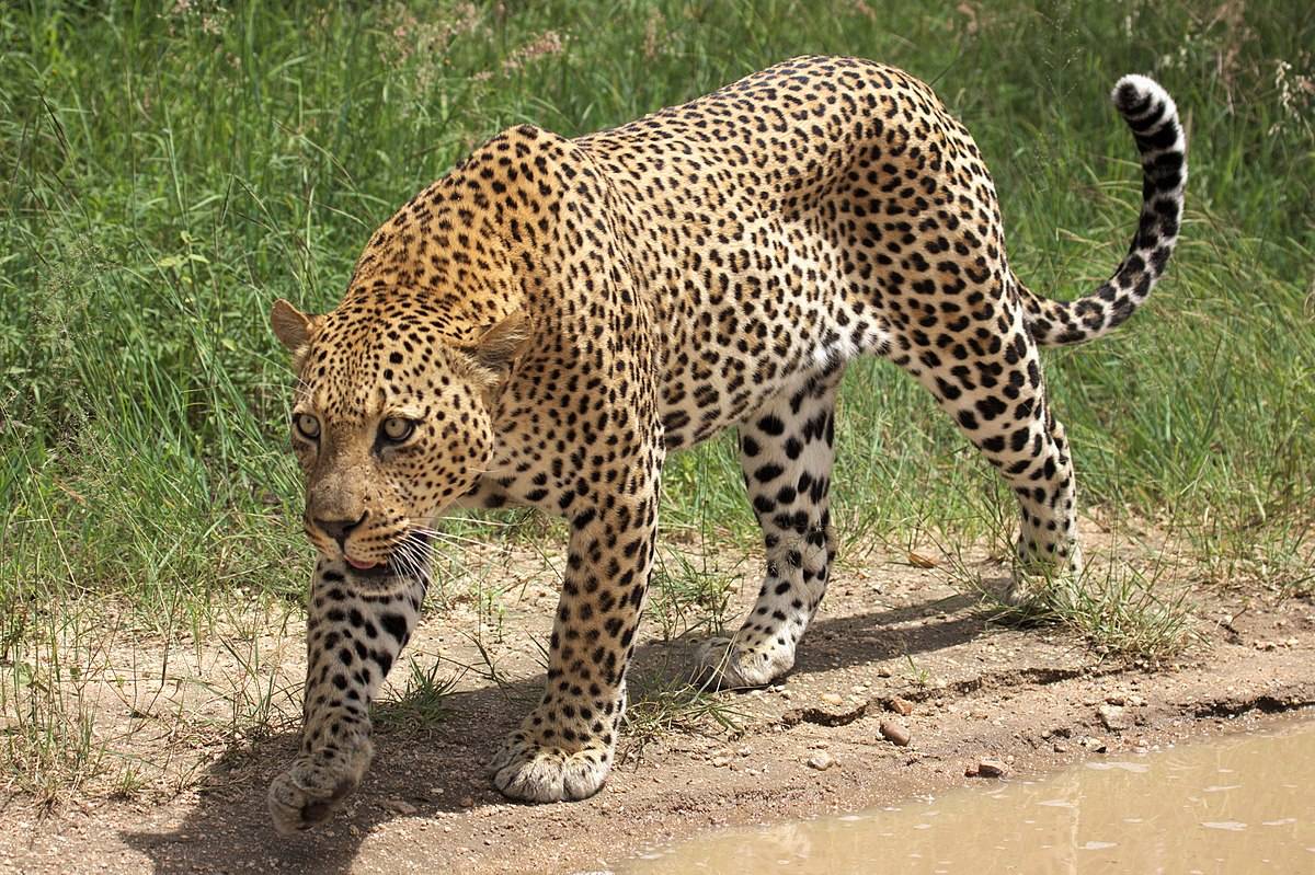 Indian brothers escape leopard attack by smacking birthday cake in the big  cat&#39;s face