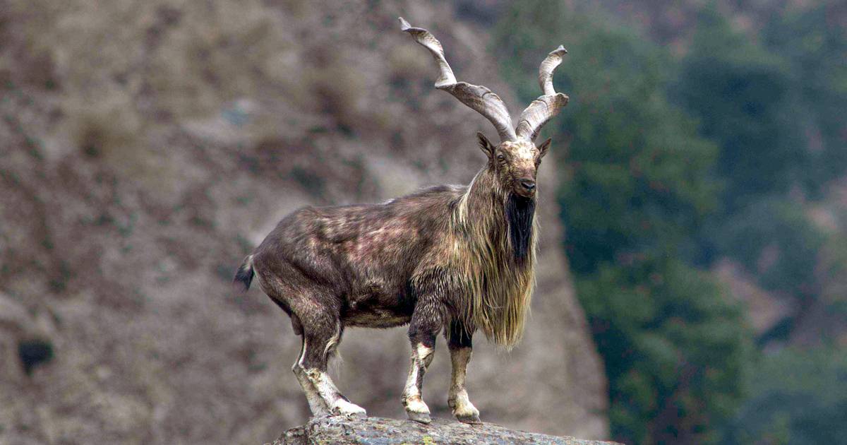 Another American hunts Markhor in Pakistan, pays Rs20mn for permit
