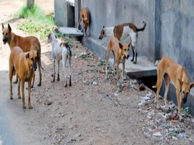 Two held for selling dog meat in Karachi