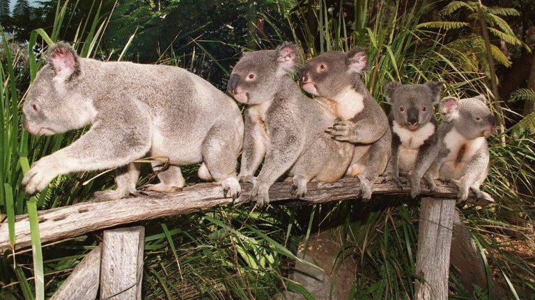 Hundreds of koalas killed in Australia