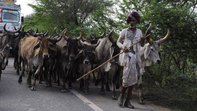 Indian Haryana state imposed 10 years’ jail for cow slaughter