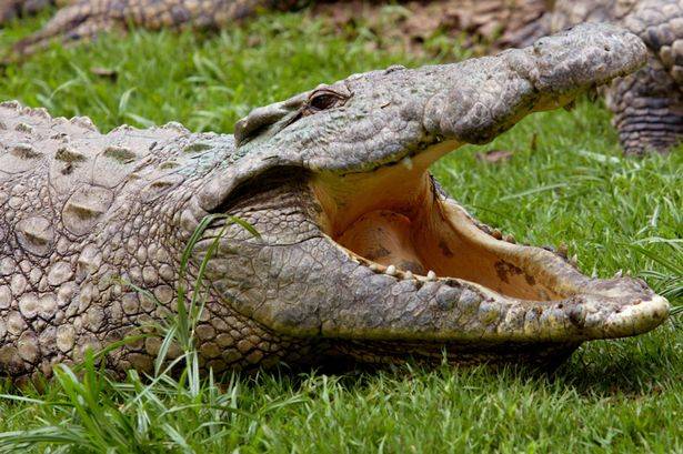 Indian mother rescues daughter from crocodile jaws