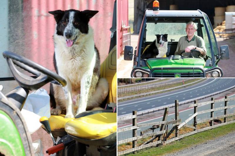 CANINE ON WHEELS: Farmer’s dog takes control of his tractor on Scotland highway