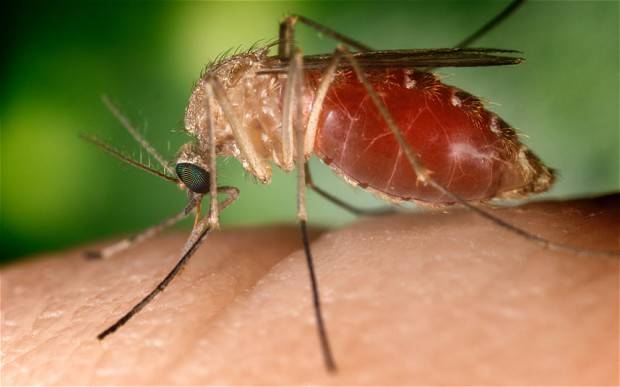 MYSTERY SOLVED: Mosquitoes ‘get attracted by our body odour’