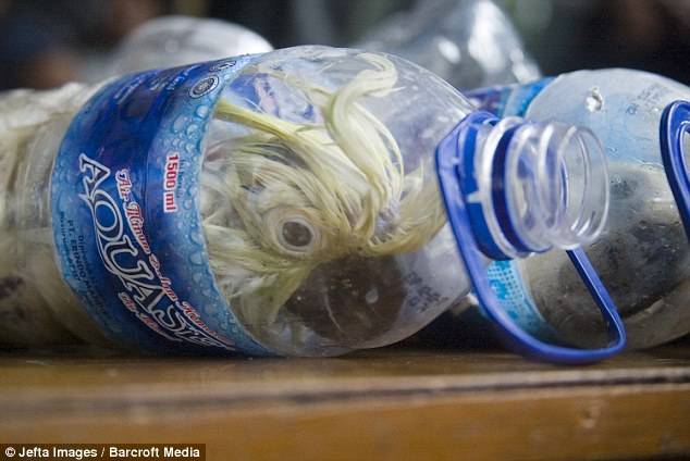 Endangered: Smugglers cram cockatoos into plastic bottles to get them through customs
