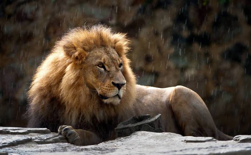 Killer lion shot dead in China zoo