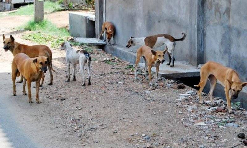 Wild dogs maul three kids to death in Rahim Yar Khan