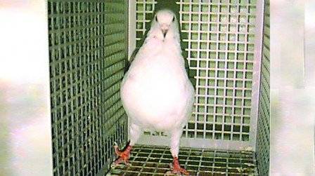 Indian police gift ‘terrorist’ Pakistani pigeon to bird lover