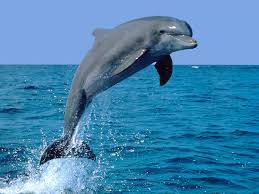 12,000 dolphins die each year in Pakistan