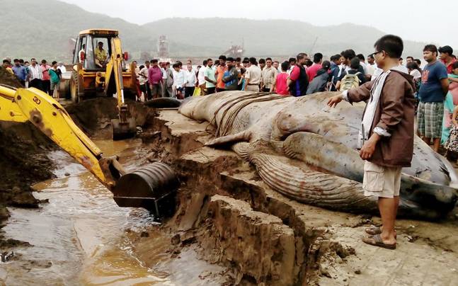 40-feet-long blue Whale dies after getting washed ashore in India