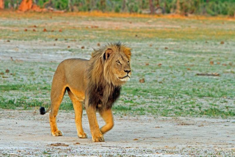 Biggest lion of Africa killed by sport hunters