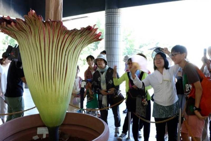World's largest flower blooms in Japanese park