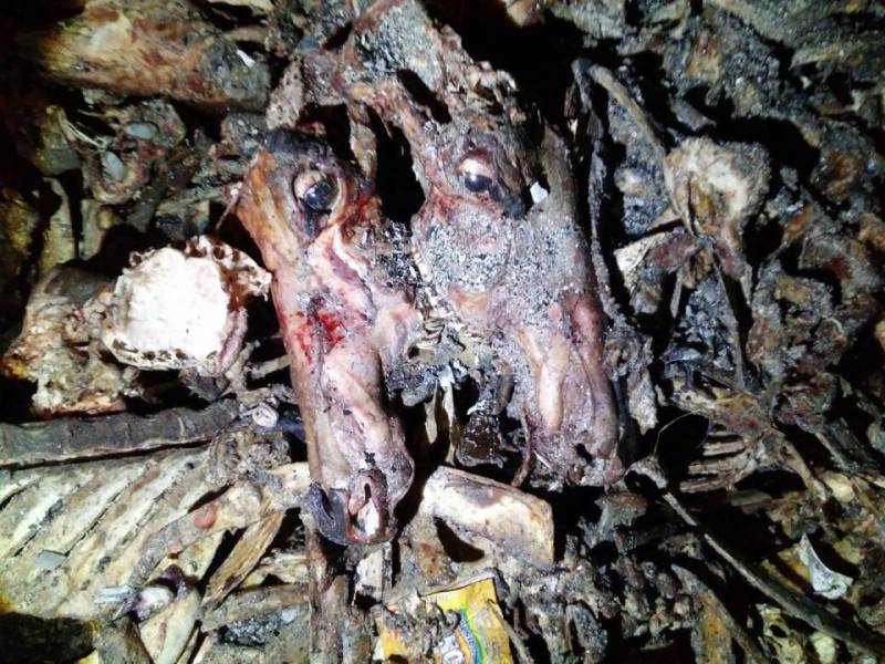 PFA seals 5 oil mills using dead animal’s fats