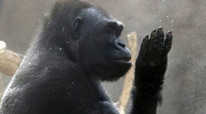 Gorillas have capacity for speech: Research
