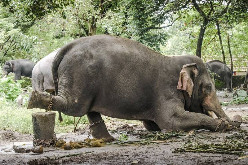 The terrible plight of Indian elephants in Kerala's secret jungle training camps