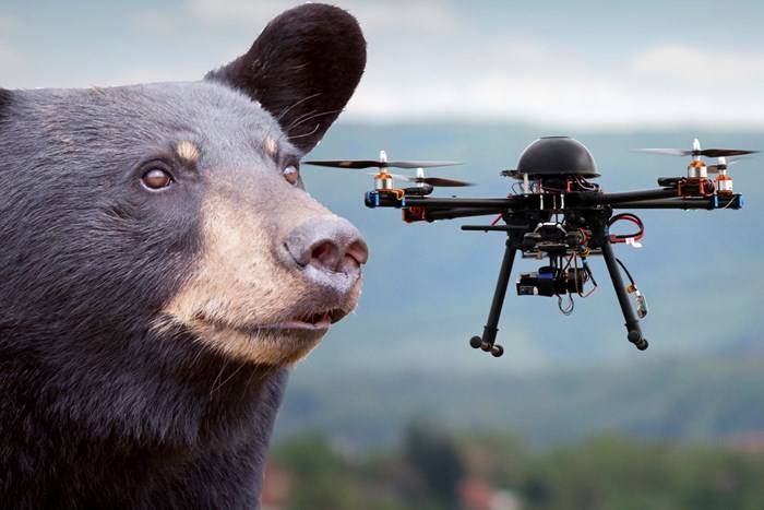 Bears get stressed by drones