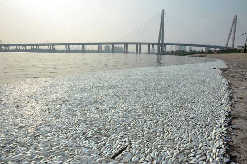 Massive number of fish washed ashore in Tianjin, officials deny link to chemical leakage