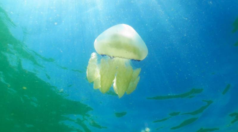 Venomous jellyfish with ‘size of 5 London buses’ invades UK