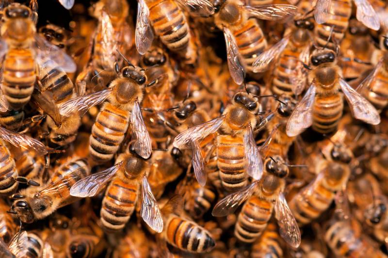 25 kids injured in honey bees attack at Punjab school