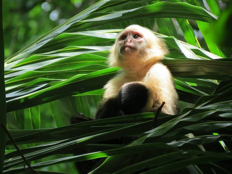 Costa Rica to become first country to shut down its zoos