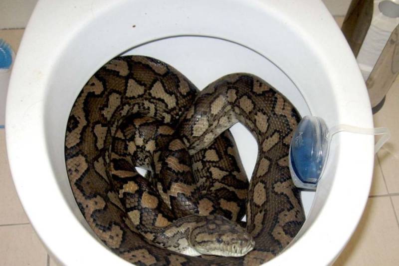 Thirsty snakes slither into Australia's toilets in search of a drink