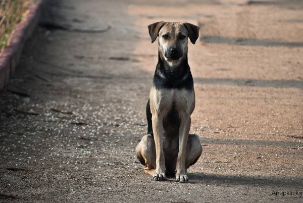 Indian man poisoned 130 dogs, ready to face jail time