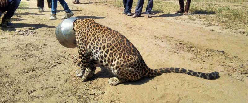 Video: Thirsty leopard gets head stuck in a pot while looking for water