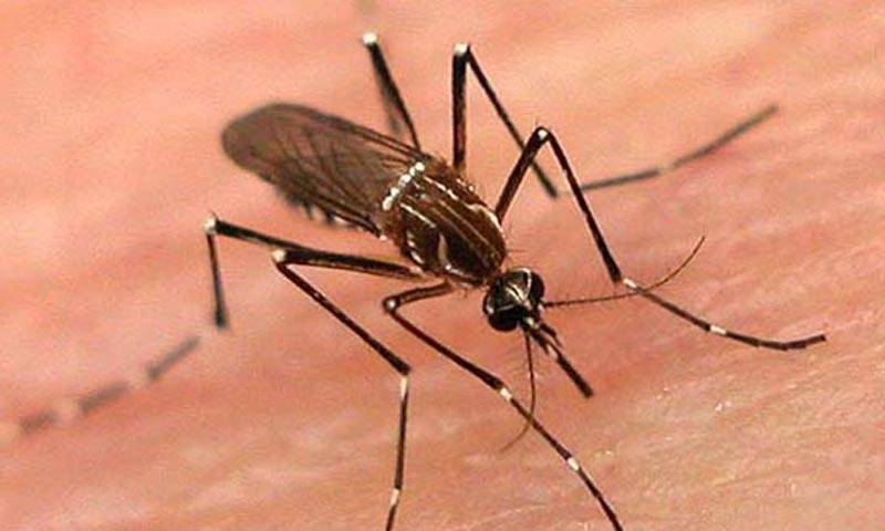 Another dengue patient dies in Rawalpindi