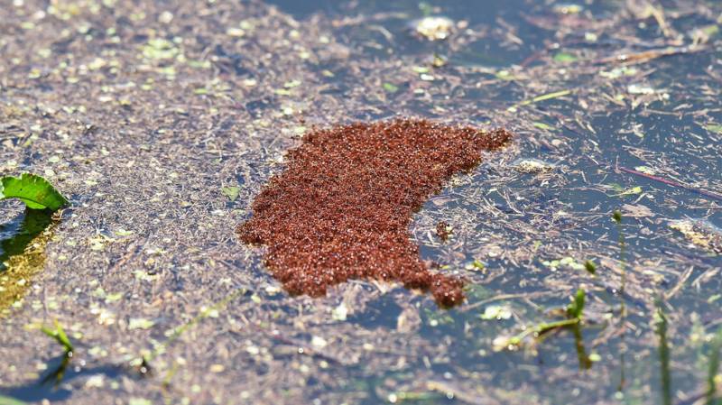 Ants create island-like structure to escape flooding