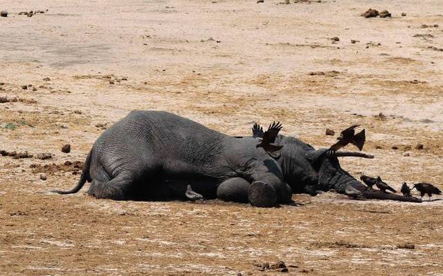 22 more elephants poisoned to death in Zimbabwe