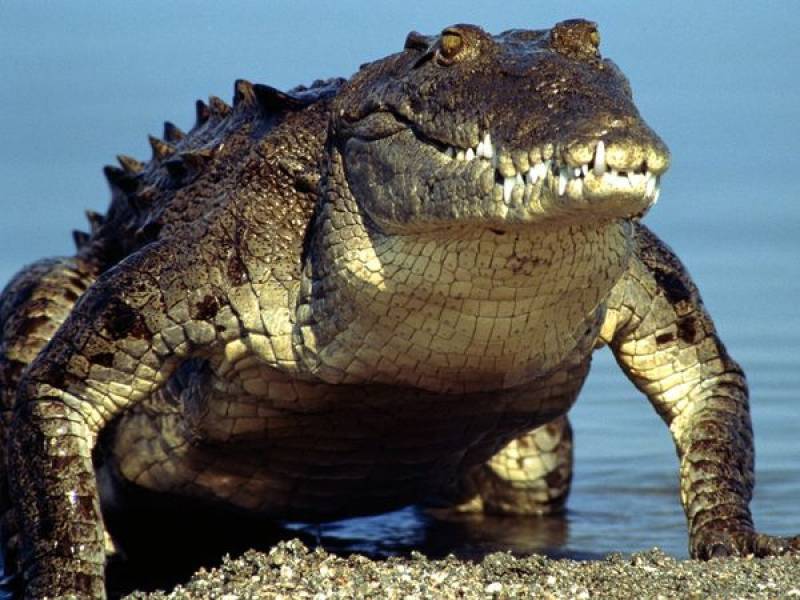 Crocodiles to guard Indonesia drugs because they couldn't be BRIBED