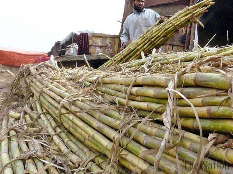 Punjab government announces purchase price of sugarcane