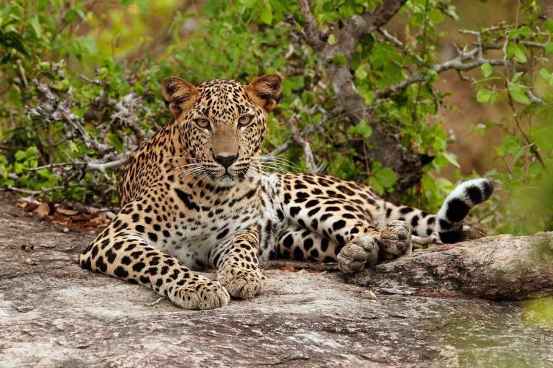 VIDEO: Cute leopard cub bathes under tap
