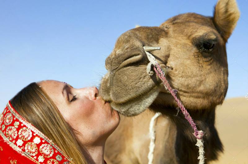 Saudi wife fears divorce after caught kissing a CAMEL