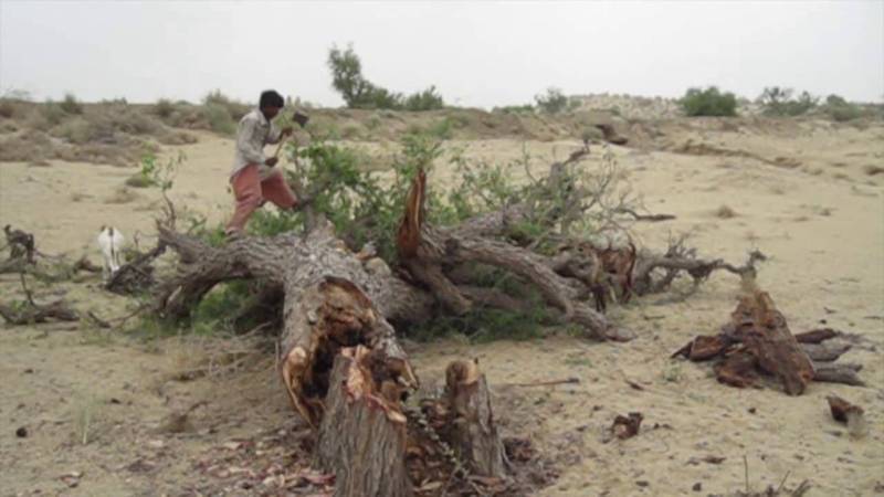 Environmental, forest experts concerned over rapid deforestation in Pakistan