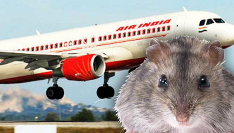 ‘Rat on a plane’ forces Air India flight to turn back