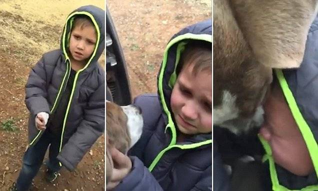 Video of little boy reuniting with his lost dog goes viral