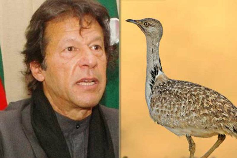 Never thought hunting of Houbara Bustard would become 'pillar of our foreign policy': Imran Khan