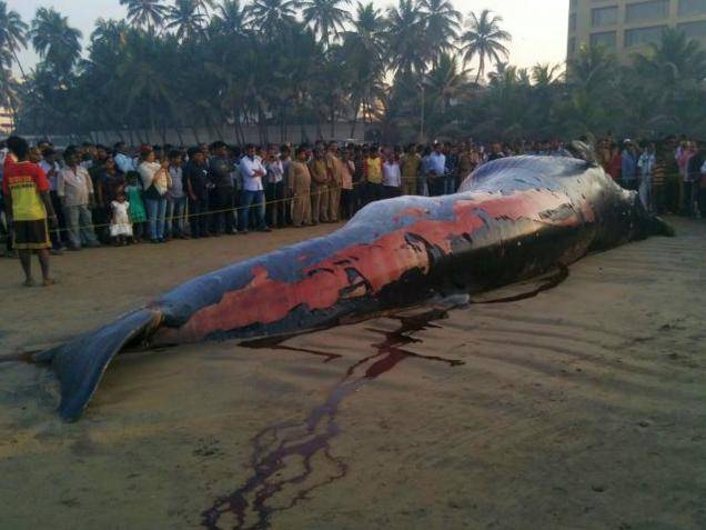 Heavyweight Bryde's whale washes ashore in India's Mumbai