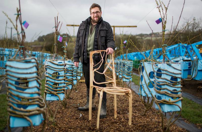 This man is growing a unique Furniture Forest in England
