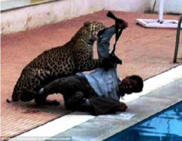 VIDEO: Leopard enters Indian school, mauls six persons 