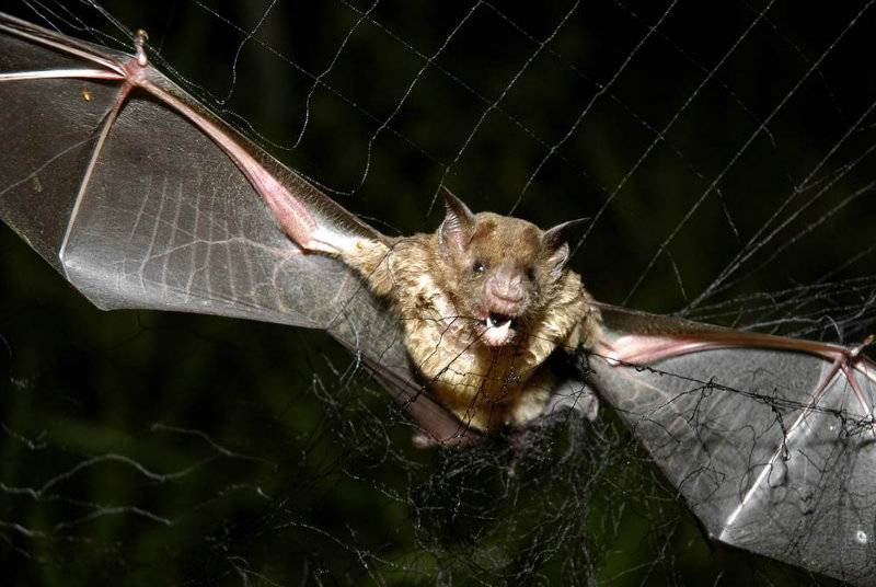 Blood-sucking bats kill 12 children