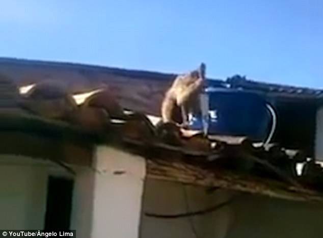 VIDEO: Drunk monkey armed with kitchen knife chases bar customers