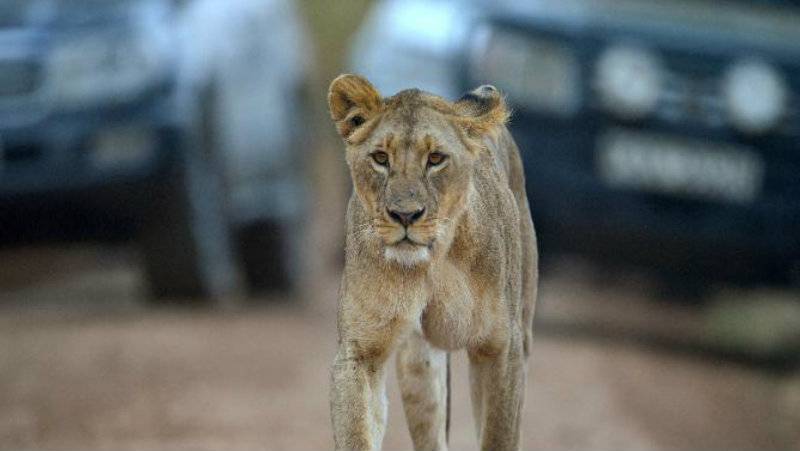 Six lions on the loose in Kenyan capital