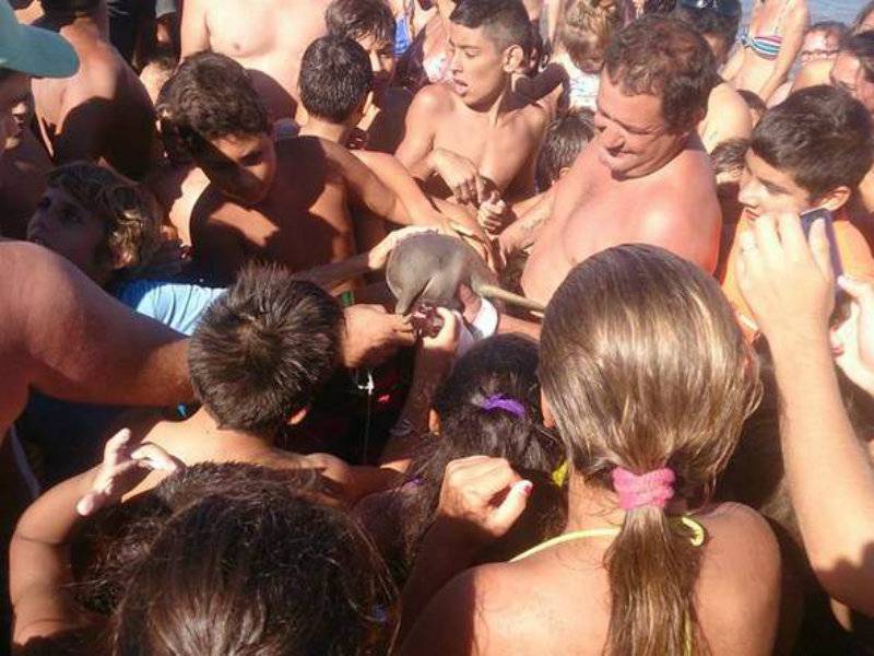 VIDEO: Baby dolphin dies after beach-goers pull it for SELFIES