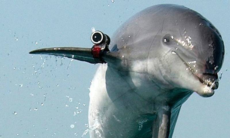 ‘Soviet Soldiers’: Russian military to buy 5 dolphins