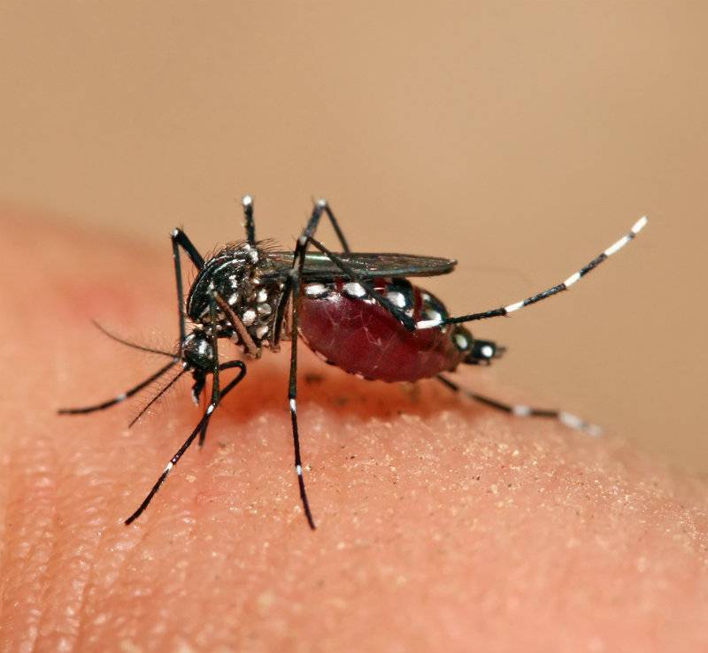 Vaccine against dengue virus 100% effective: study