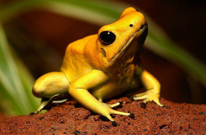 World’s Most Poisonous Animal is… a FROG!