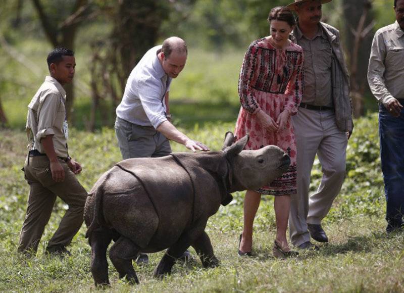 Poachers shot dead rhino in India hours after royal visit
