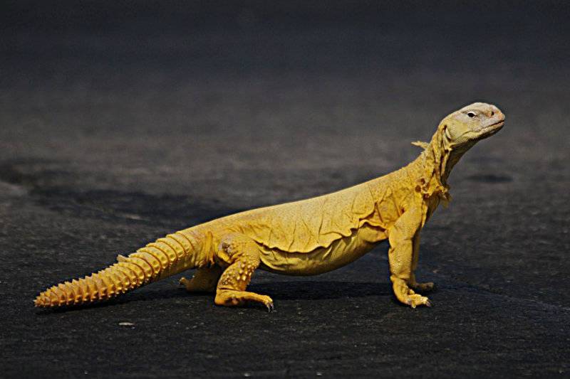 Lizard on runway delays flight in Saudi Arabia